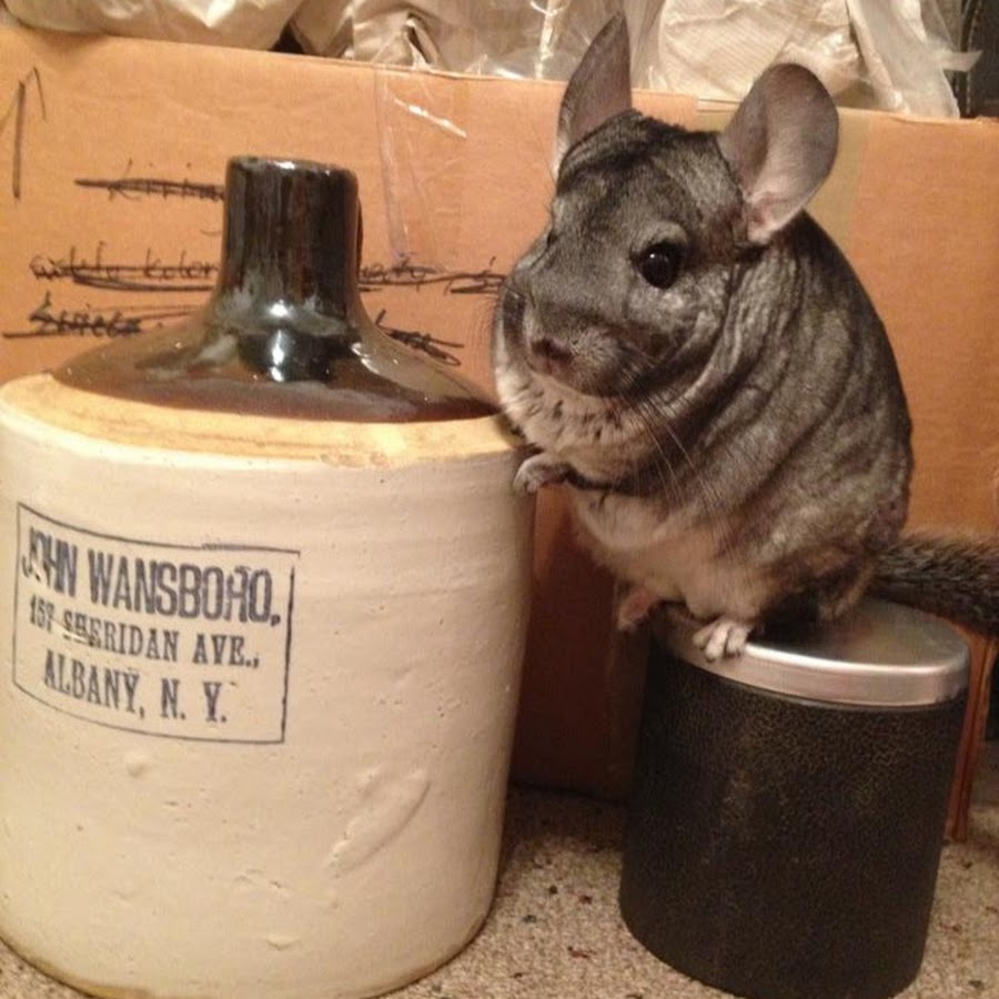 chinchillaman1 YouTube