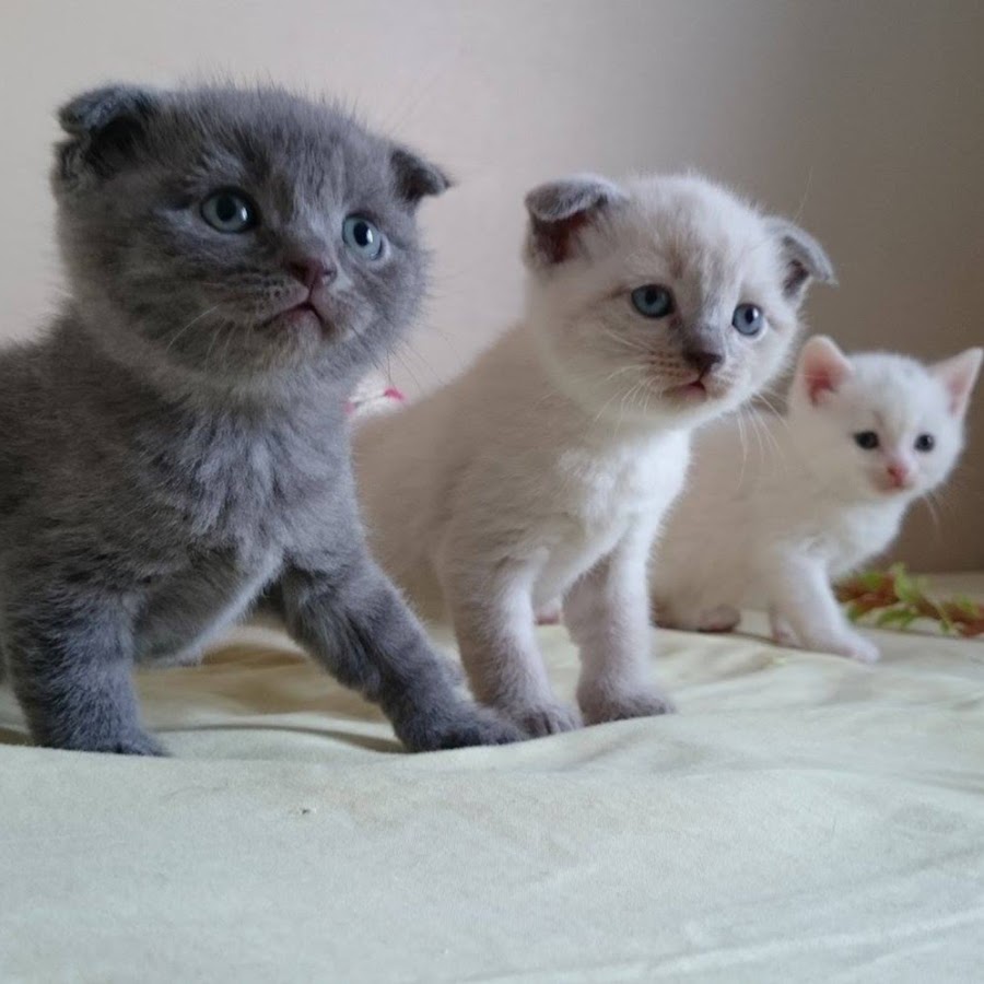 ALİ SERDAR GÜRBÜZ EVCİL HAYVAN BAKIMI YouTube