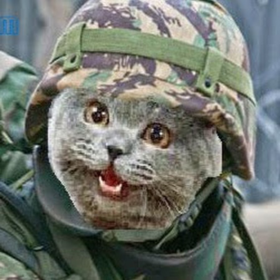 military cat YouTube