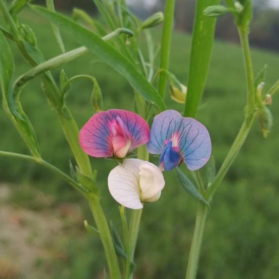 дерзкие пары. красивые парные футболки. красивые парные футболки. красивая девушка с парнем. парные футболки для двоих влюбленных.