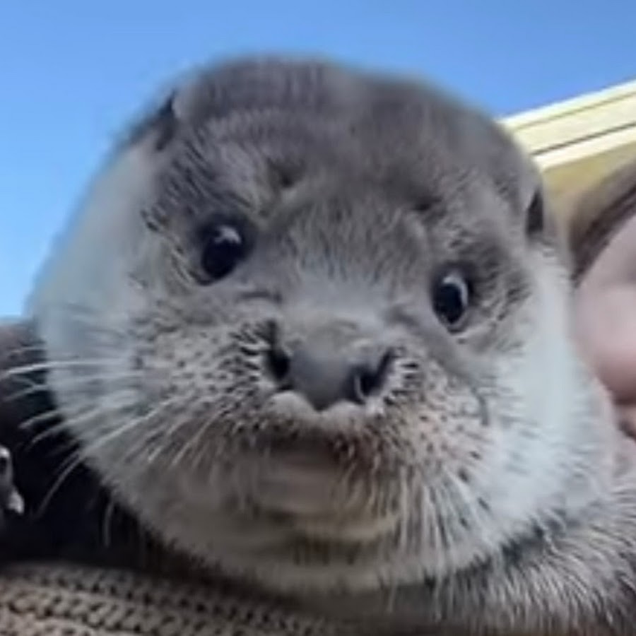 Noah Draws - YouTube