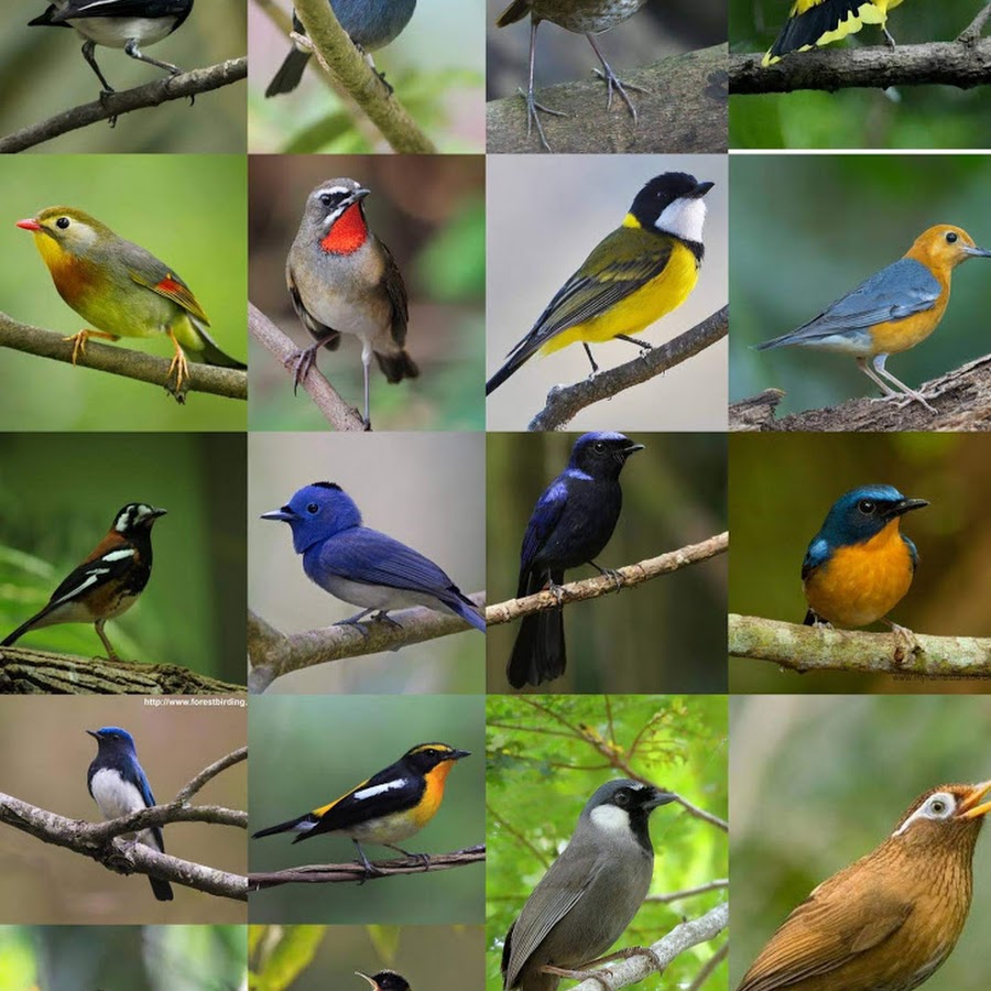 Indonesian bird 
