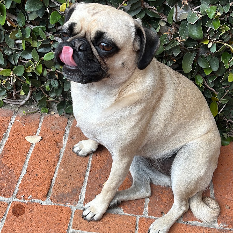 Pug pug Linda Roblox pug fornite YouTube