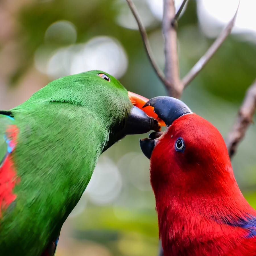 Eclectus Parrot - YouTube