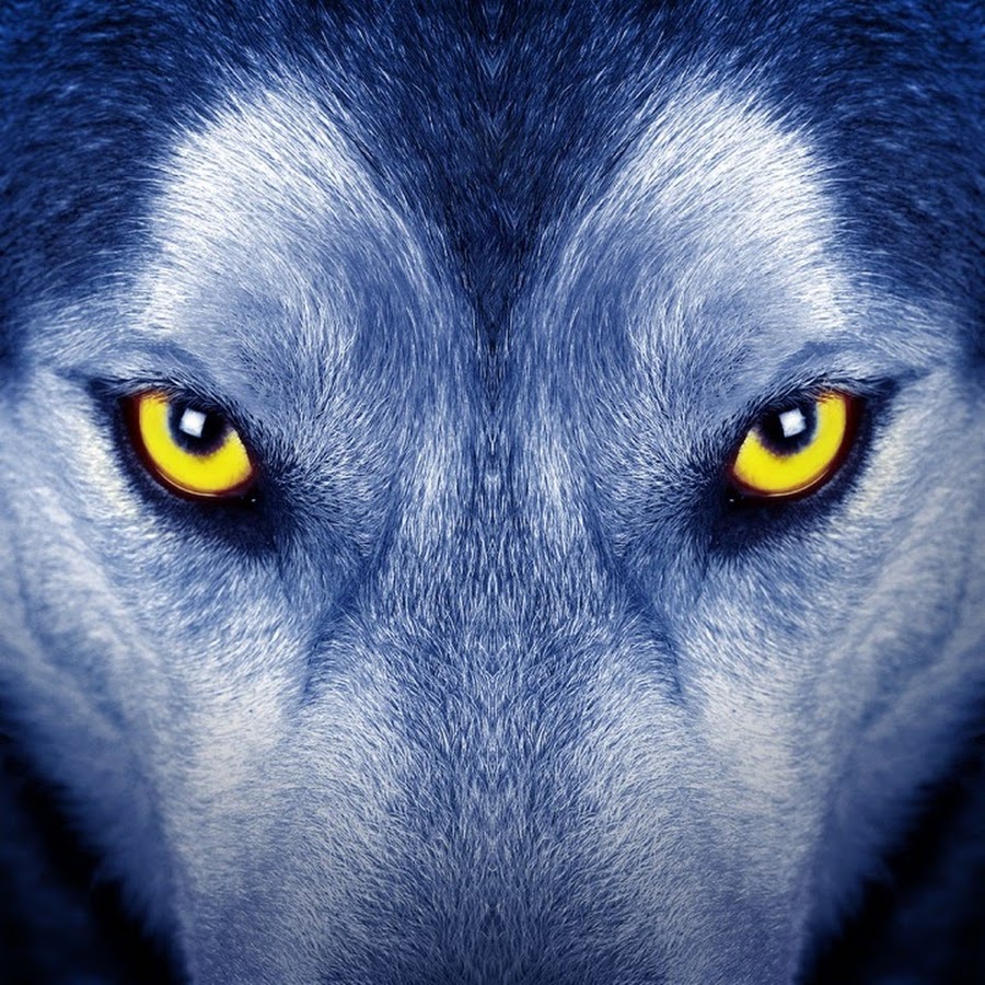 Глаза волка ночью. Гетерохромия у Волков. Волк обои. Глаз волка. Взгляд волка в темноте.