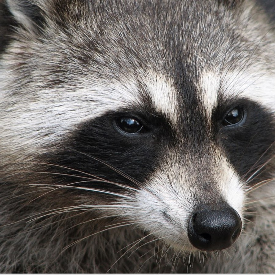 Raccoon Art Gaming Universe