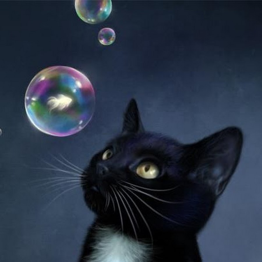 Котик с мыльными пузырями