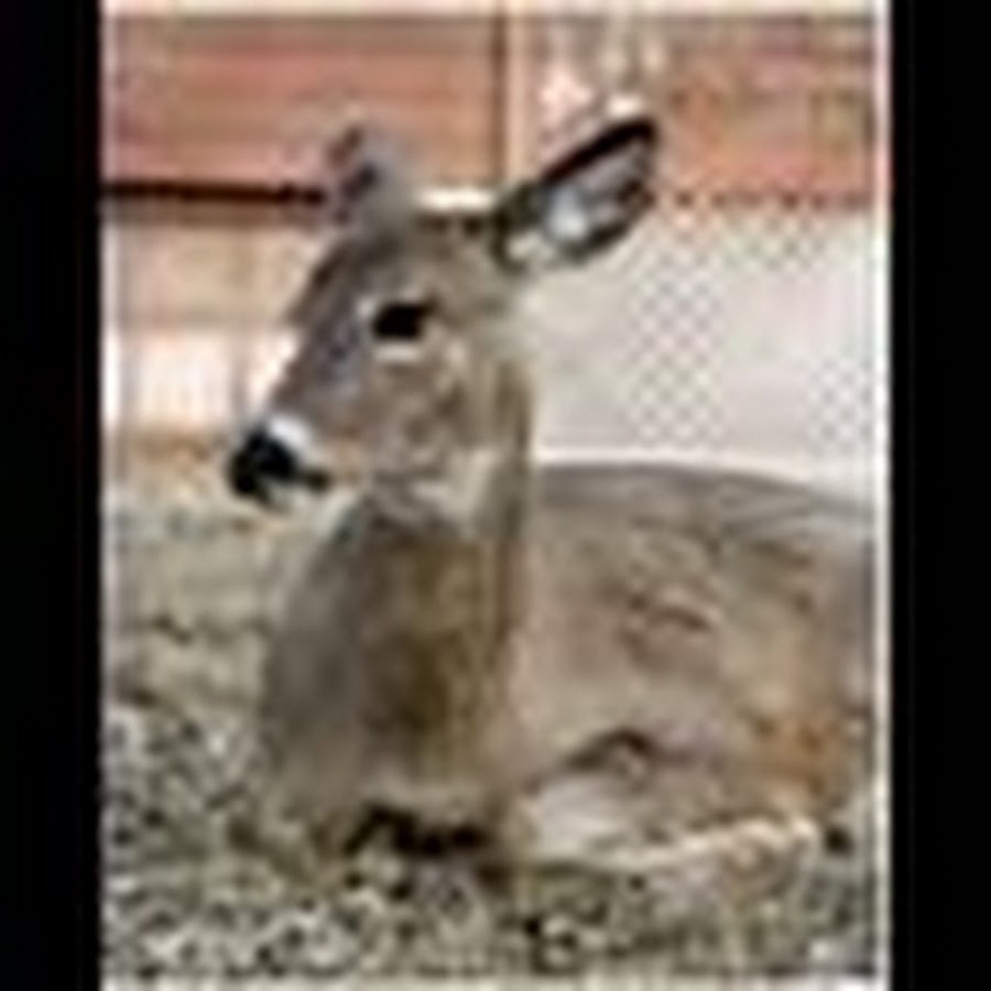 Killing4Sports - YouTube