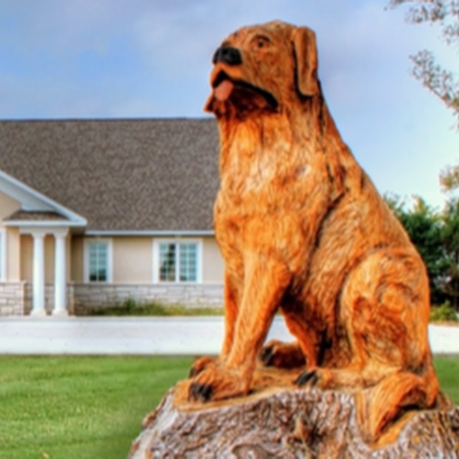 Tender Care Animal Hospital YouTube