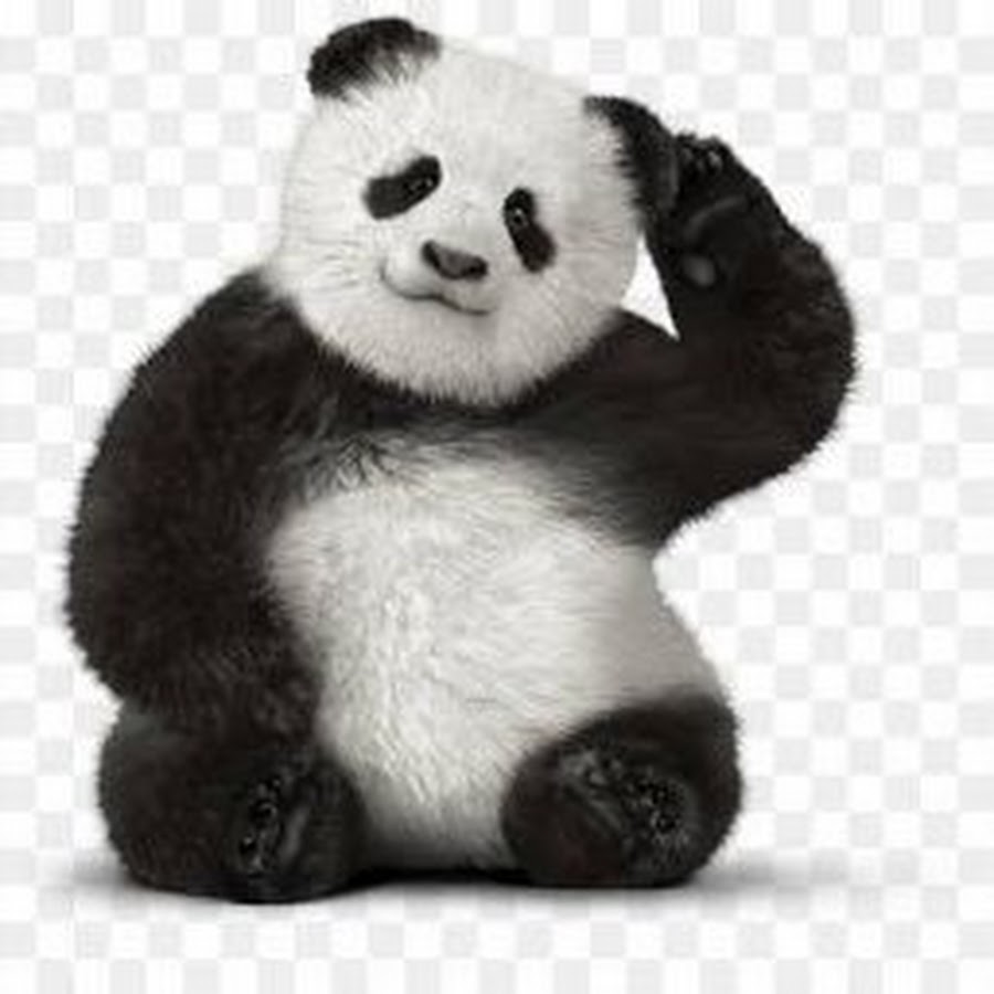 Панда обыкновенная. Милые панды. Панда. Очковый медведь и панда. Милые панды.