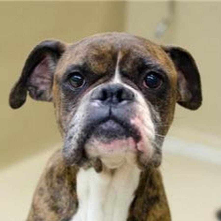Boxers Rescue VT YouTube