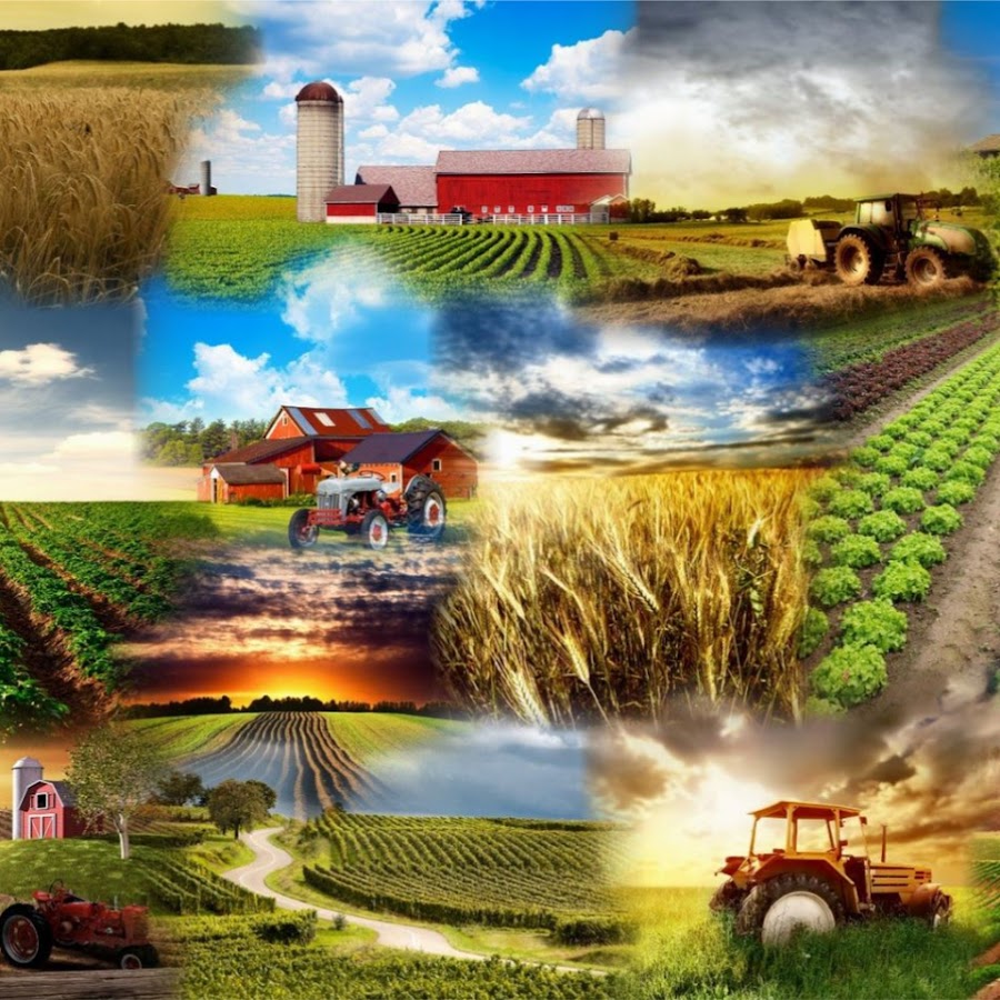 Цветное хозяйство. Сельское хозяйство коллаж. Баннер сельское хозяйство. Агропромышленный комплекс. Растениеводство.