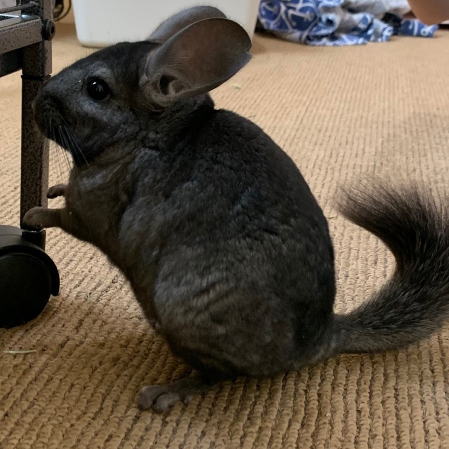 The Chinchilla Channel YouTube