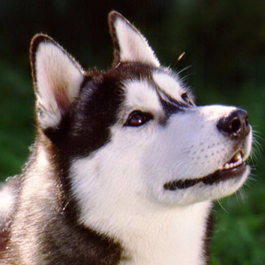 Милые Собачки YouTube