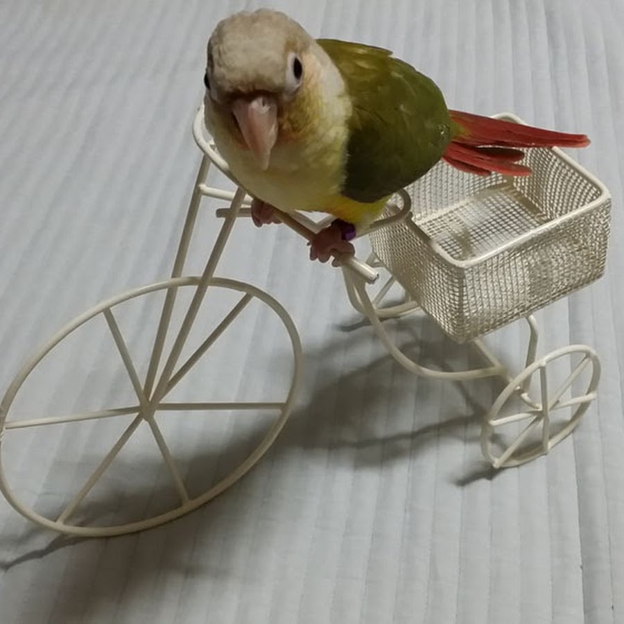 앵무새 키우기Growing parrots 