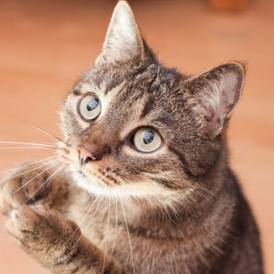 All About Cats YouTube