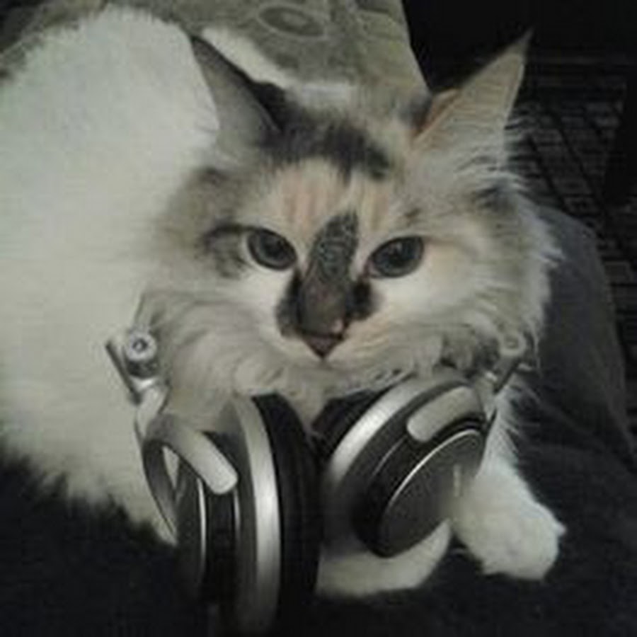 Official Animal Pals - YouTube