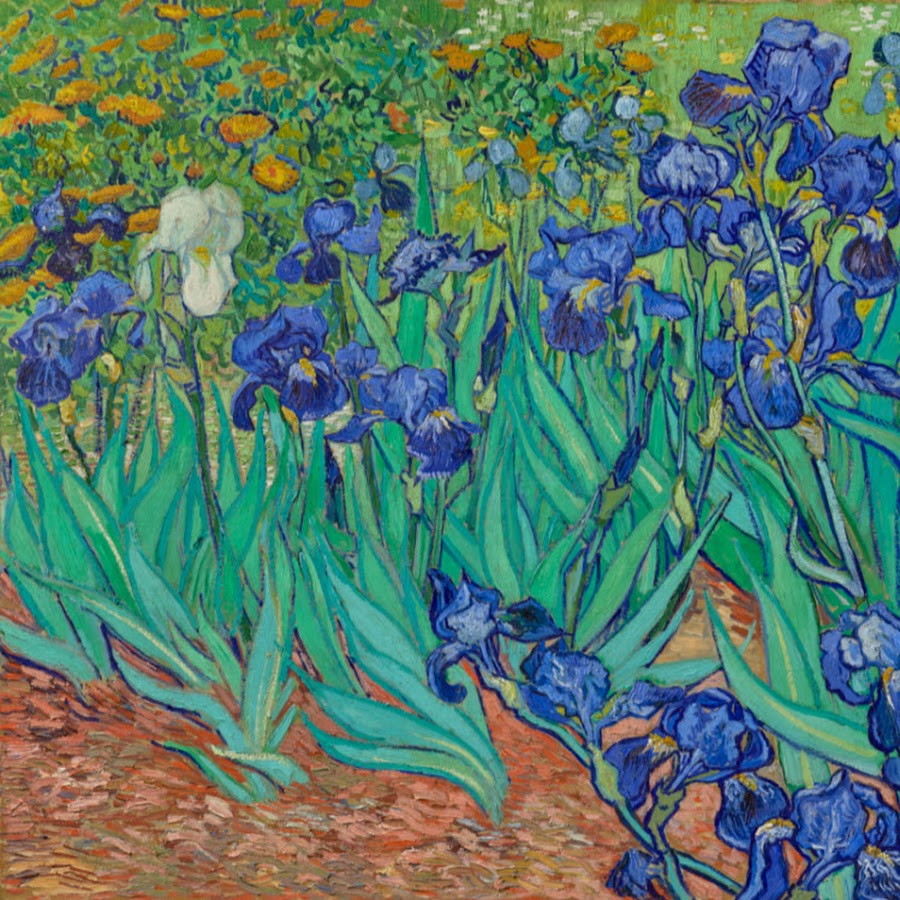 irises 