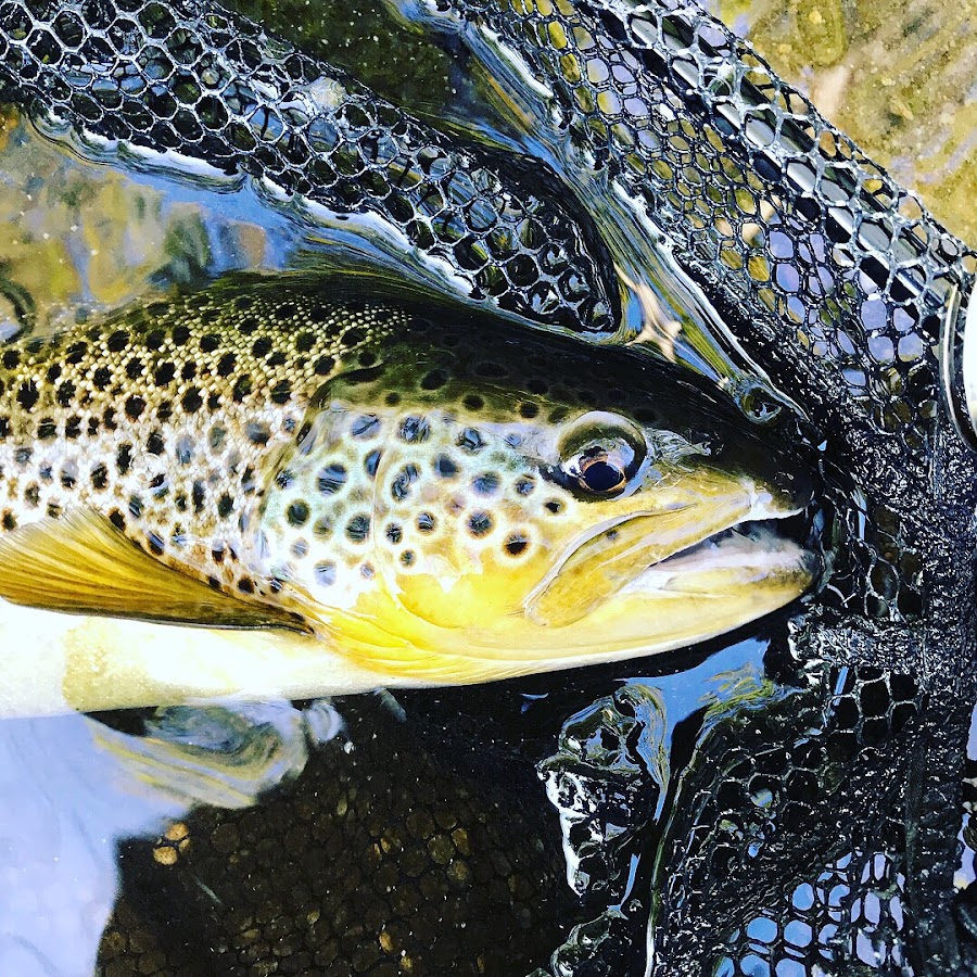 Blog FlyFish YouTube