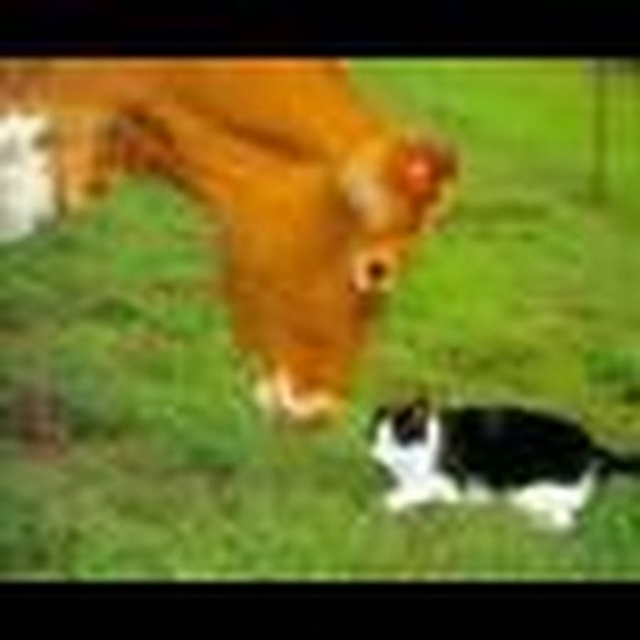 Теленок и котенок. Сельскохозяйственные животные. Коты коровы. Дошниеживотные для детей. Лоуэлл эрреро (lowell herrero, 1921-2015).