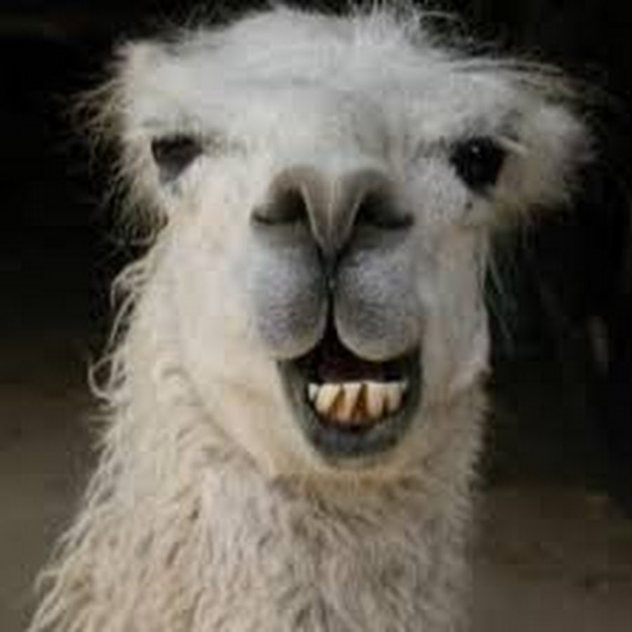 Grumpy Llama - YouTube