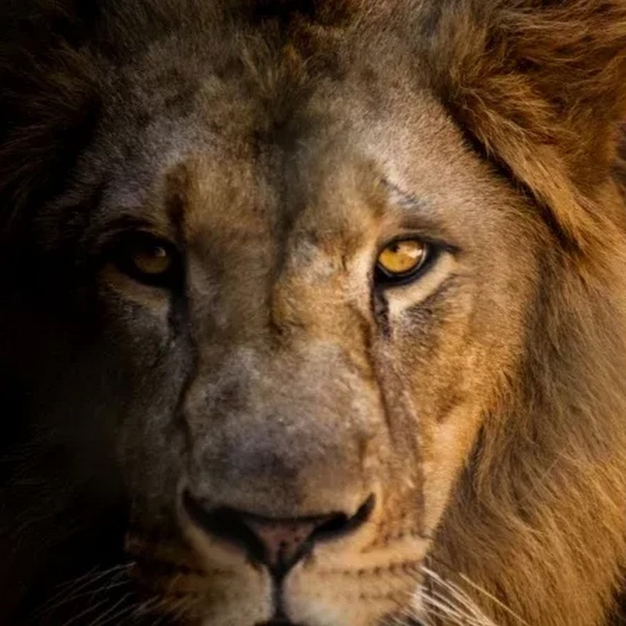 Sufi Muslim Lion YouTube