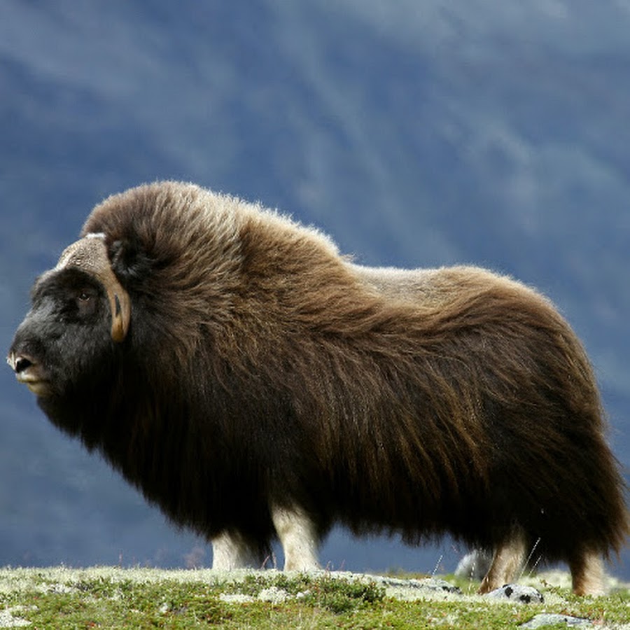 Овцебык обитает в северной америке. Овцебык Гренландия. Гренландский овцебык. Овцебык в тундре. Овцебык в Северной Америке.