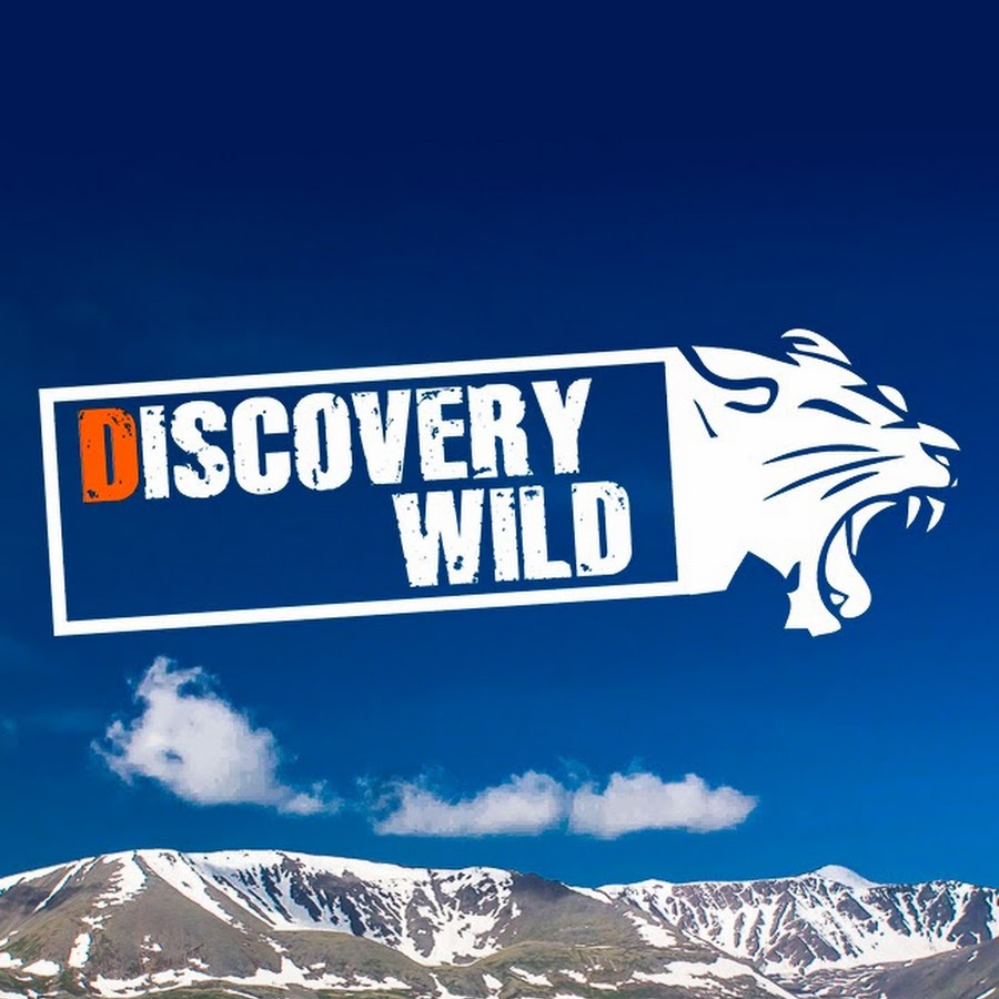Discovery Wild YouTube
