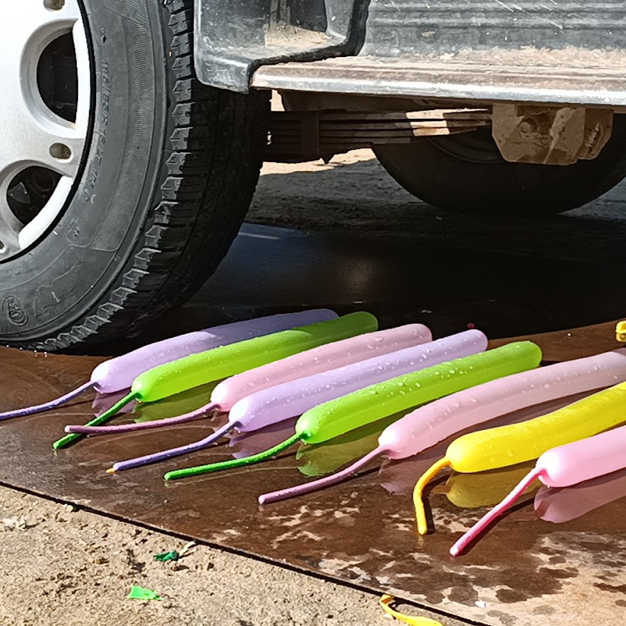 animal meeting video s - YouTube