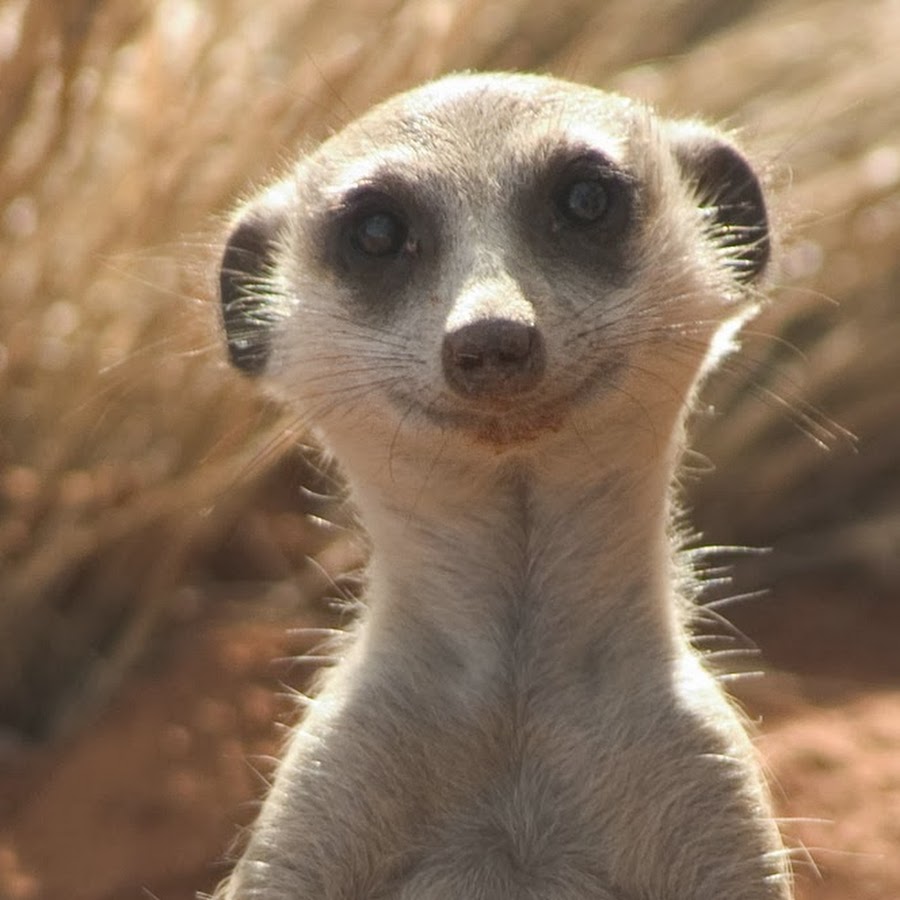 the surfin suricate - YouTube