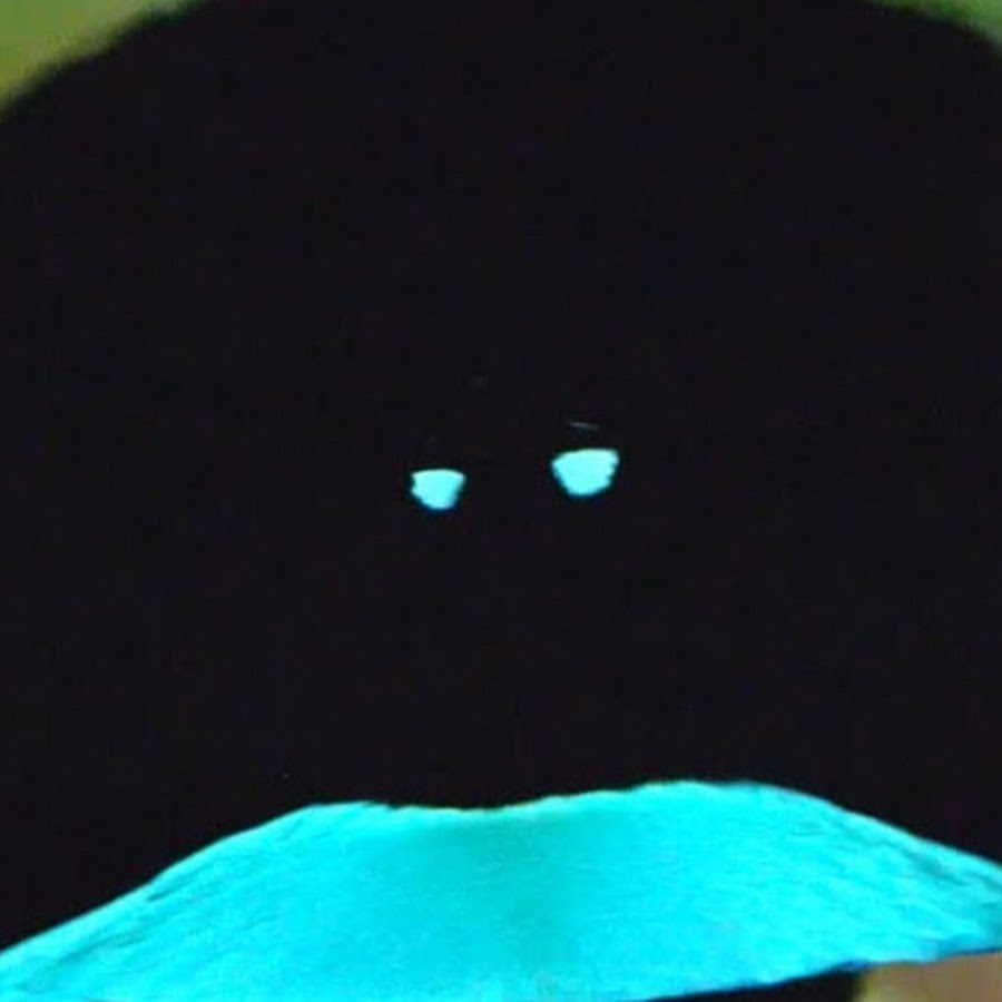 Marlowe Order - YouTube