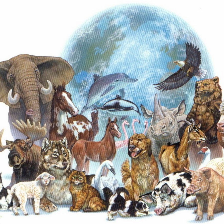 MUNDO ANIMAL - YouTube