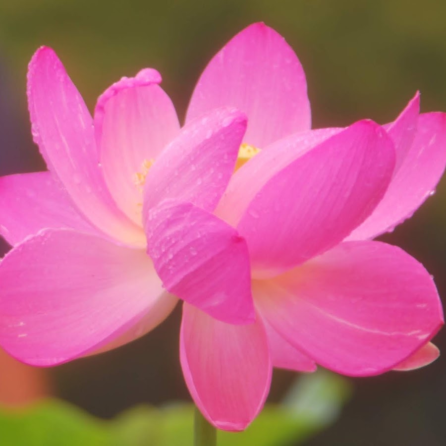 成田克則 千葉花の会 Youtube