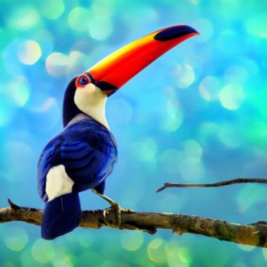 Tropical Toucan - YouTube