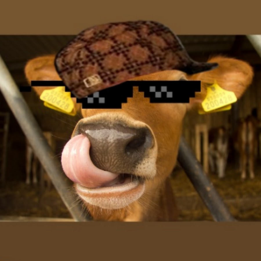 Funny Cow Thug Life YouTube