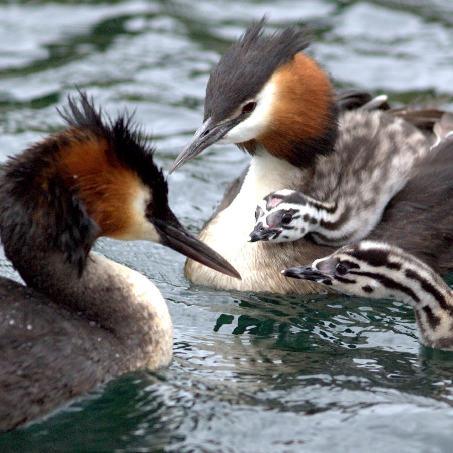 Grebes Wanaka 