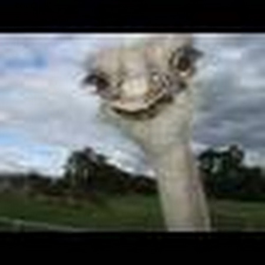 девочка удивилась разве страус не летает