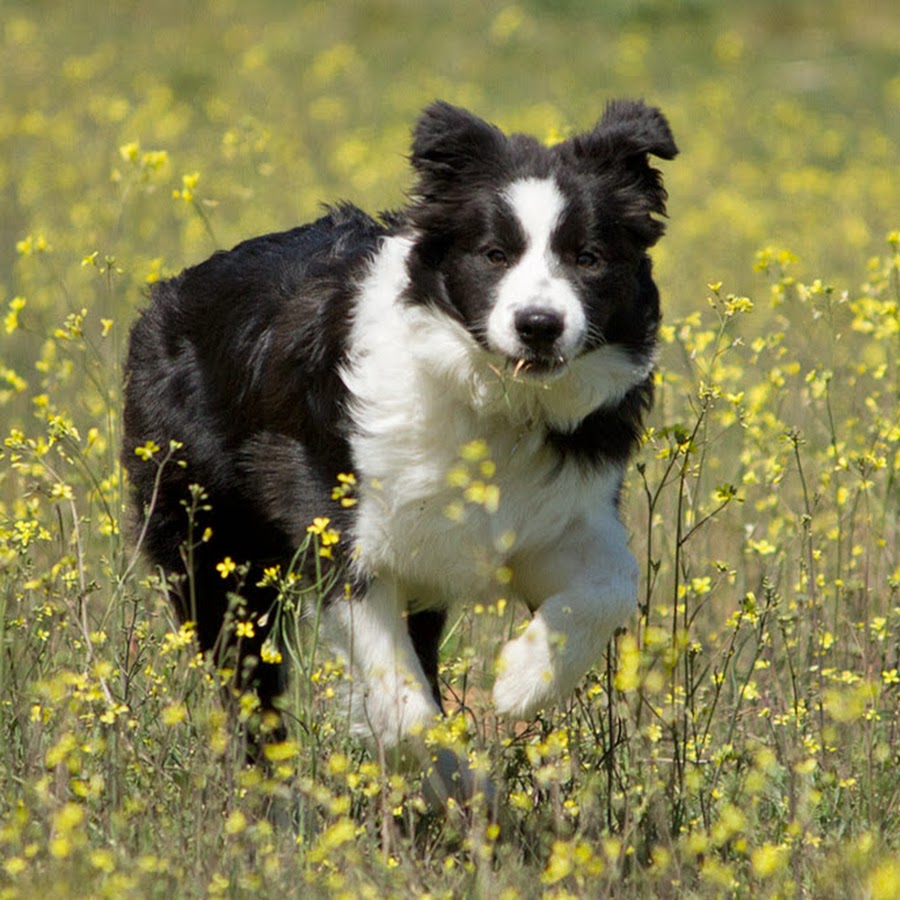 Border Collie Shetland Sheepdog In Blue YouTube