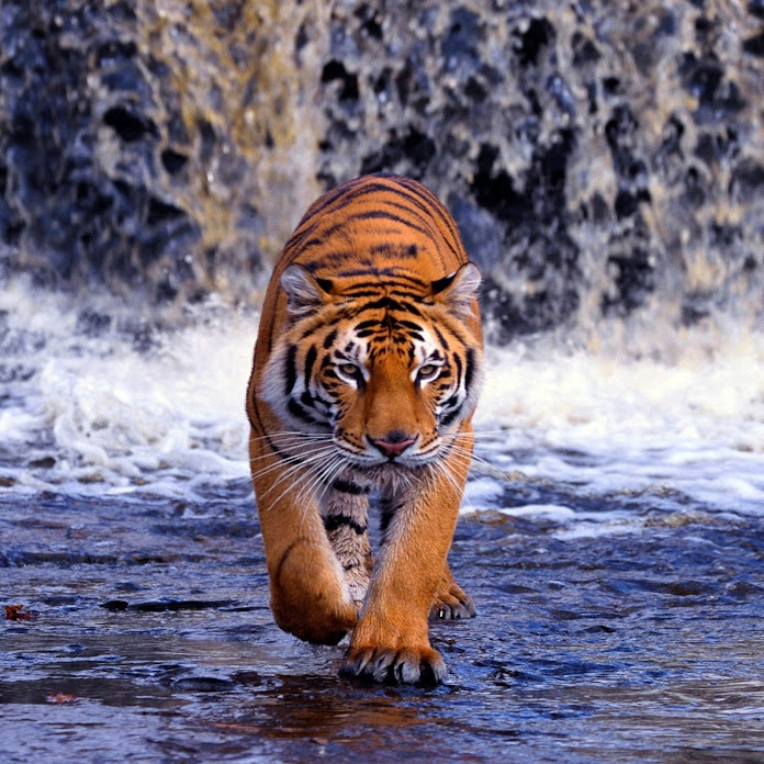 王重陽道長 Net Worth & Earnings (2026)