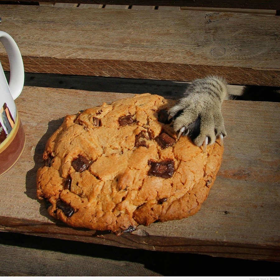 Украл печенье. Кот ворует печенье. Кот крадет печеньку. Смешная печенька. Печенька прикол.