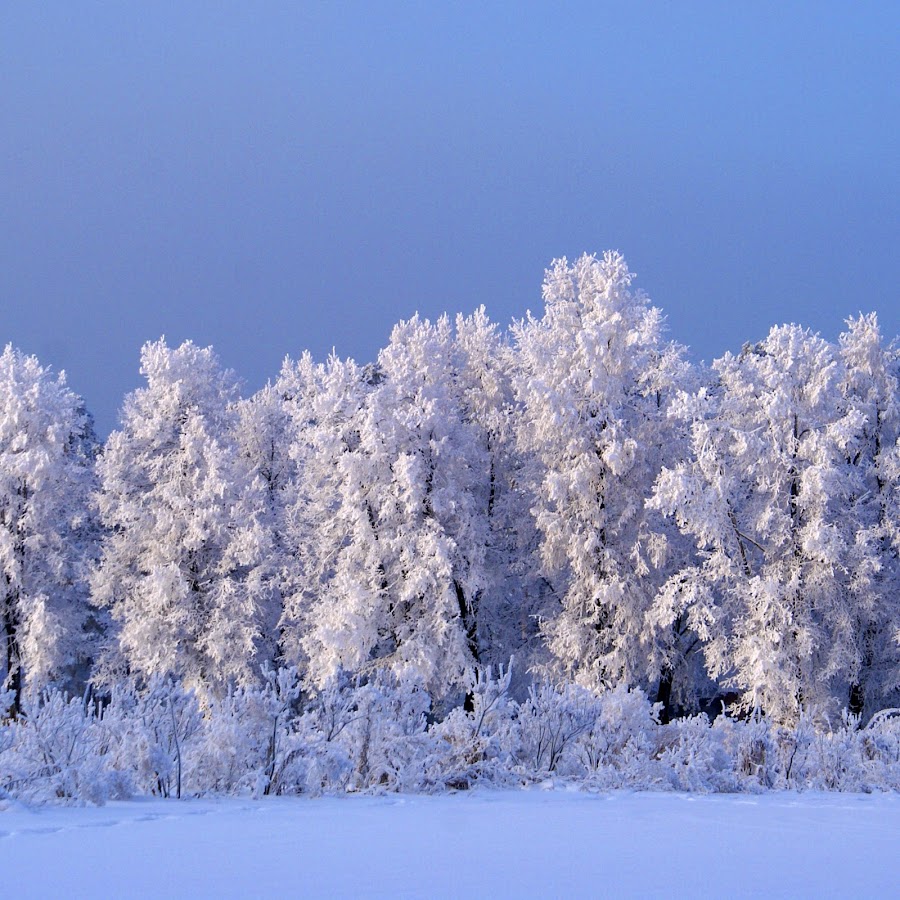 Сиберия видео. Сибирский лес зимой. Лес Сибири.