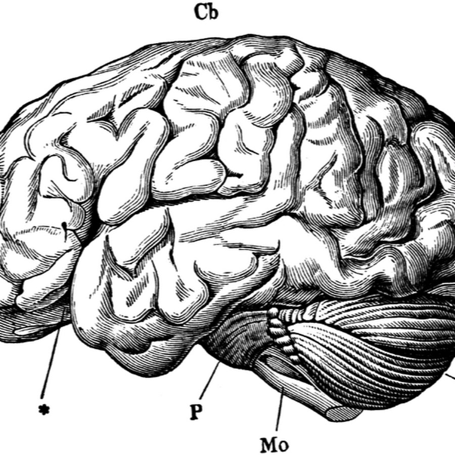 Brain 71. Мозг рисунок. Мозг нарисованный.