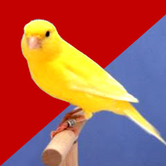 Kicau Mania Youtube Stats Channel Statistics Analytics