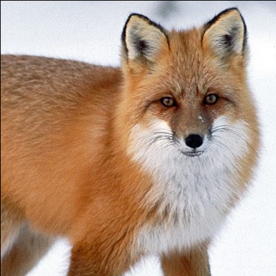 Forum fox