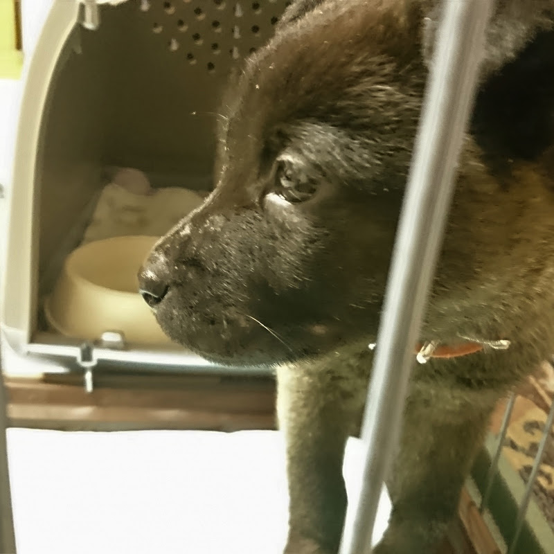 琥白 犬のいる日常の30日間推移 Youtubeランキング