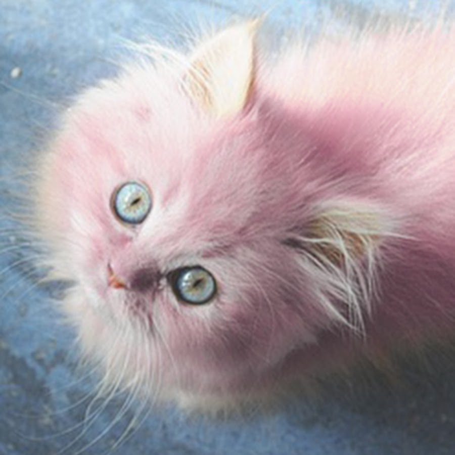 Discover and share the most beautiful images from around the world Cats, Cool pe