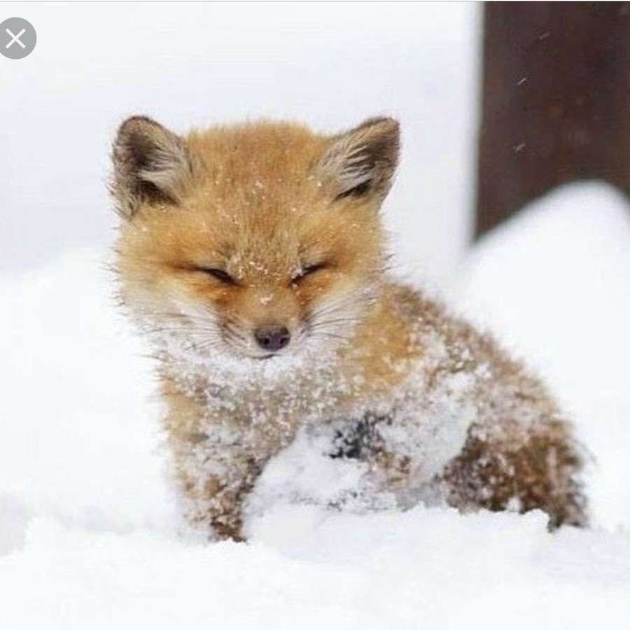 Cute Fox - YouTube