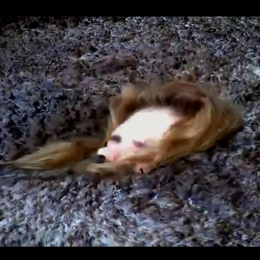 Quicksand and mud Videos HD YouTube