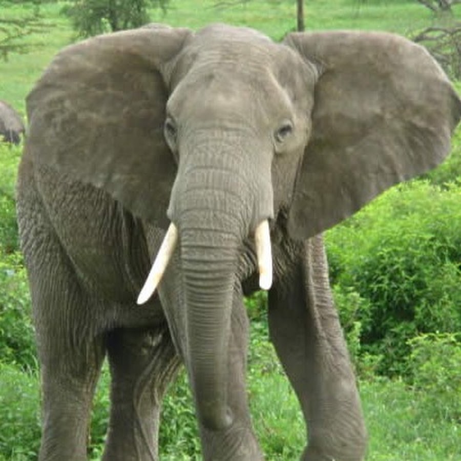 Elephants Doing Crack - YouTube