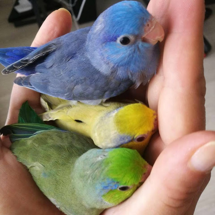 AL Mashhadani Net Worth & Earnings (2026)